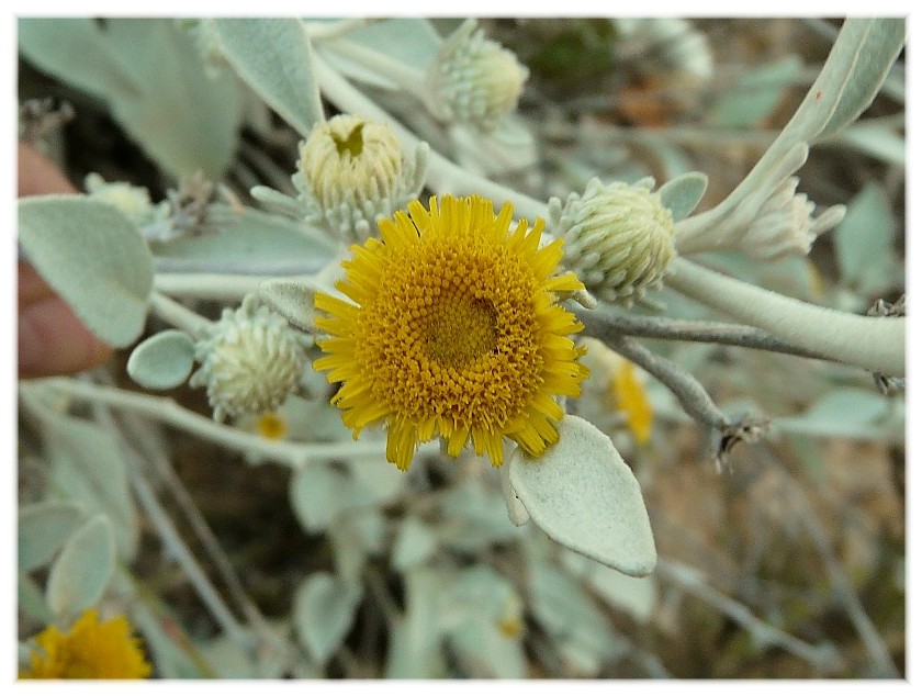 Pentanema verbascifolium (=Inula verbascifolia) / Enula candida